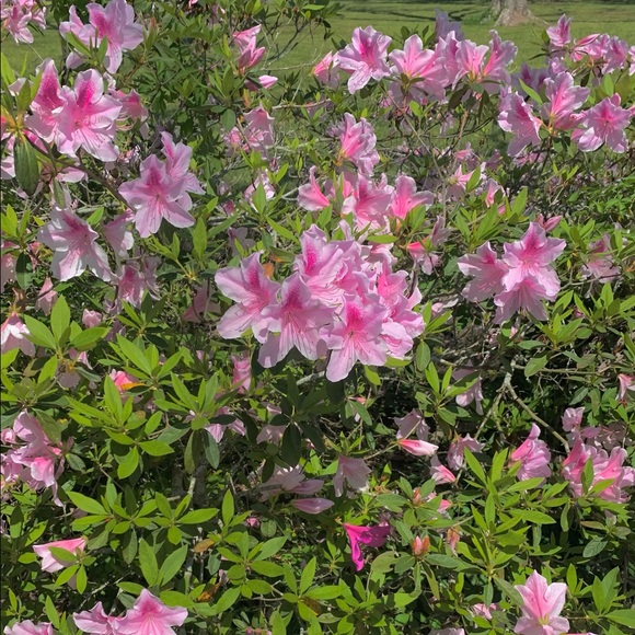 Meet your Posher, Lily - Picture 1 of 1